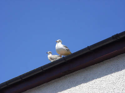 Two gulls