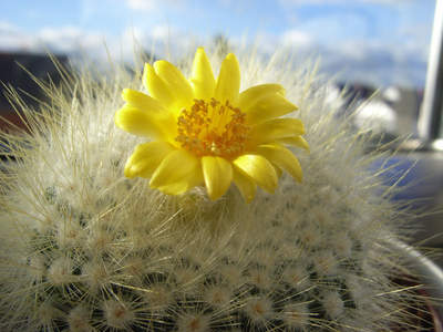 “Desert flowers”