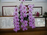 Orchideen